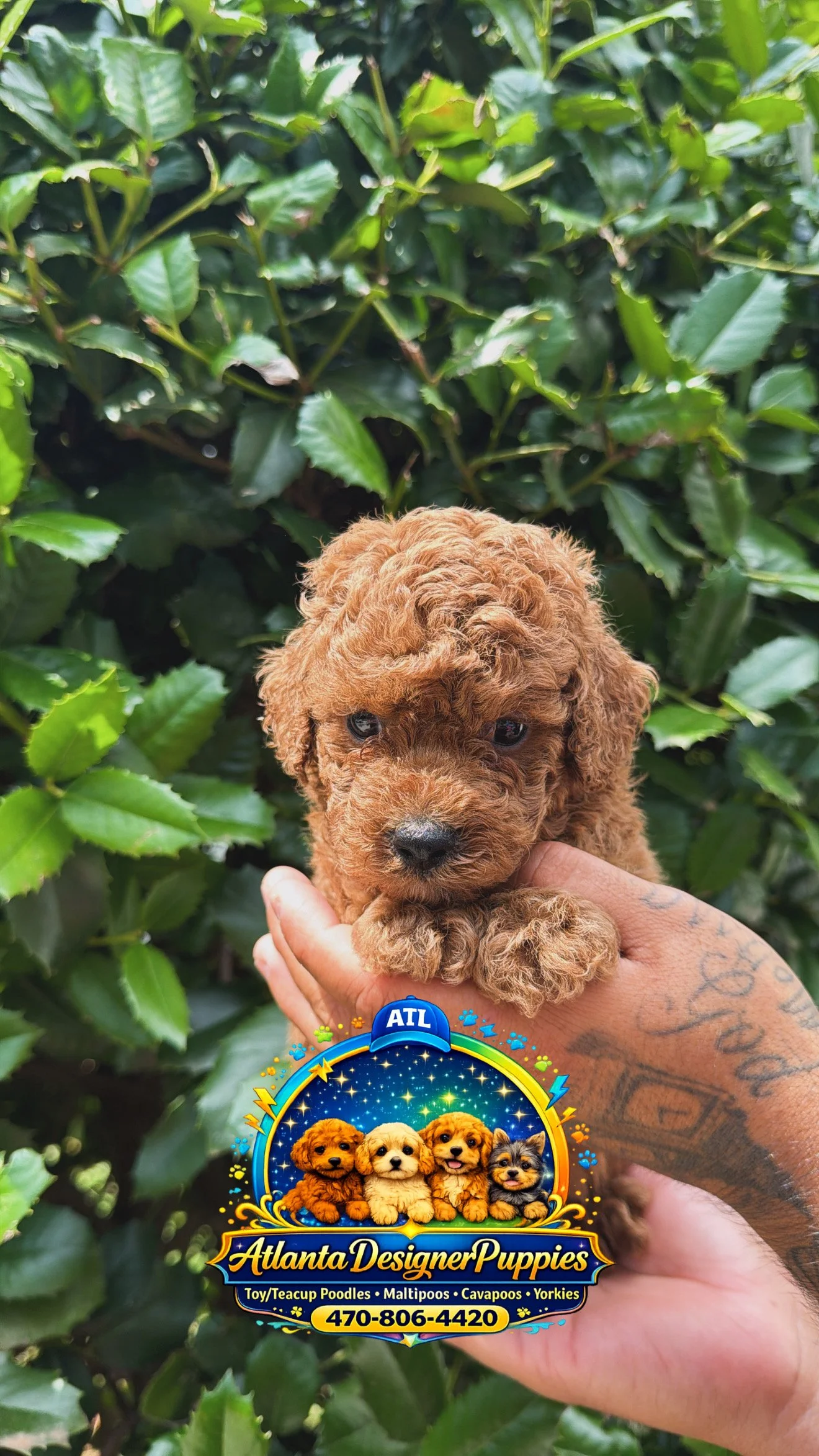 Toy poodle