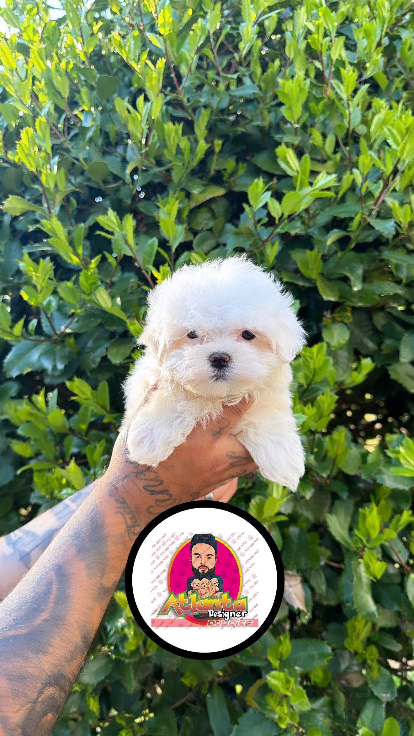 Tiny Maltese(female)