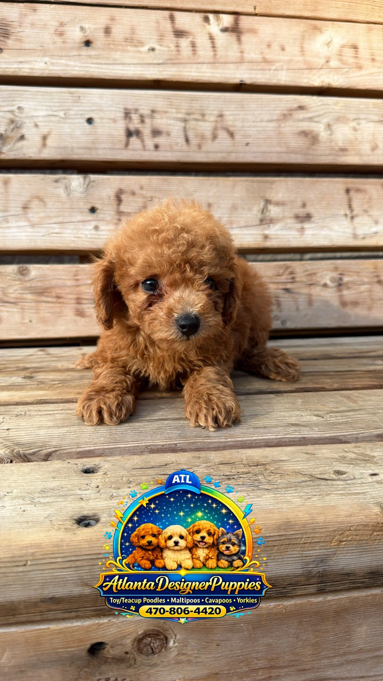 Cavapoo