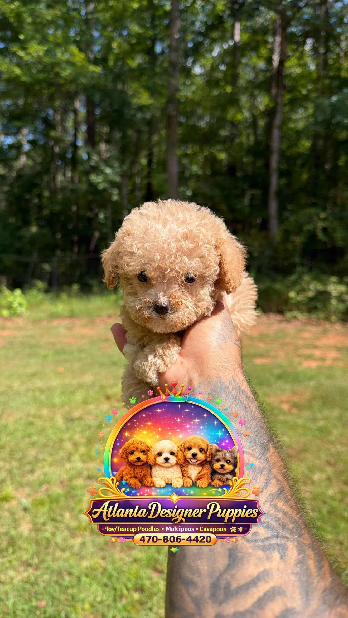Tea cup Maltipoo
