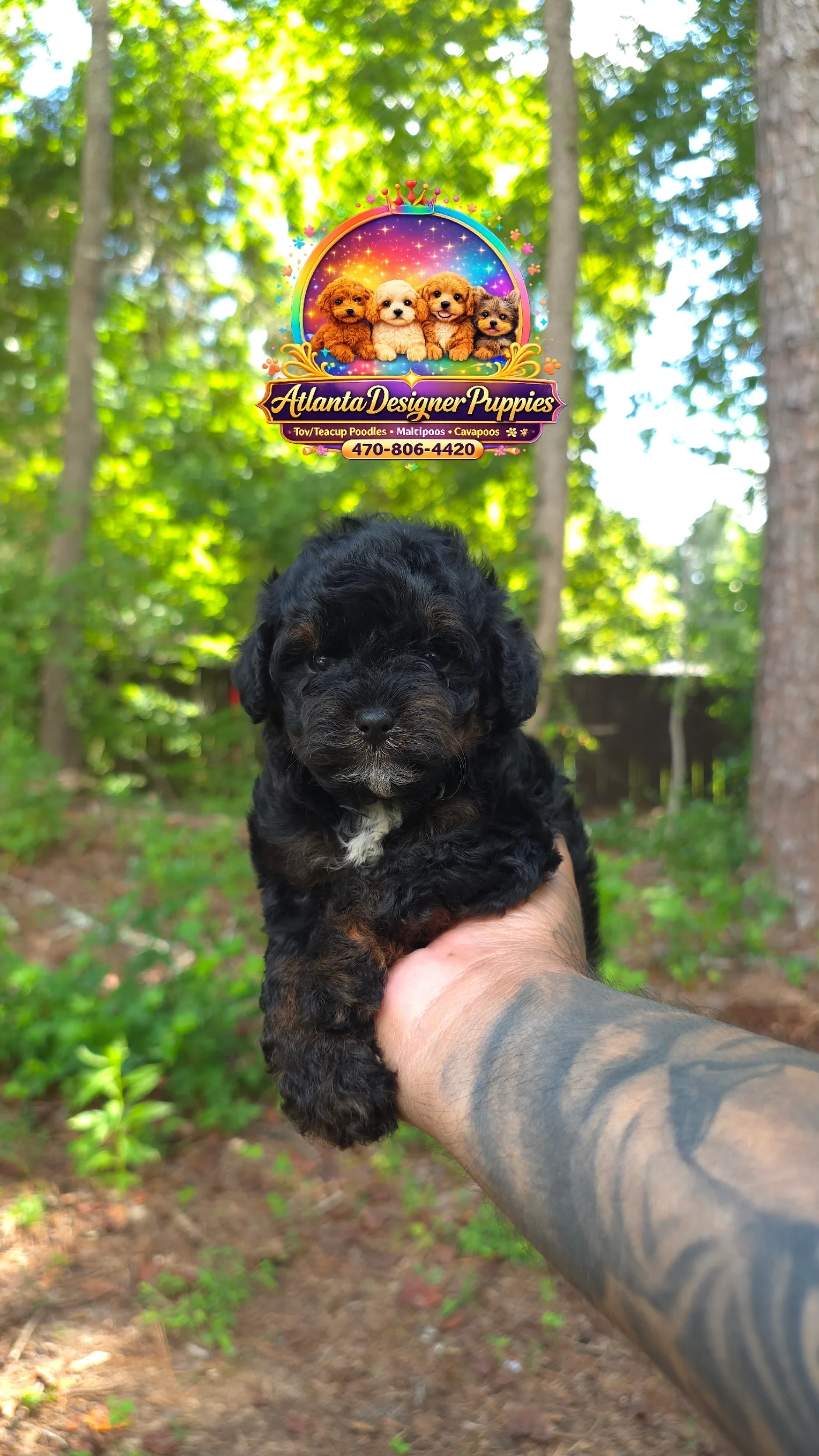 Cavapoo