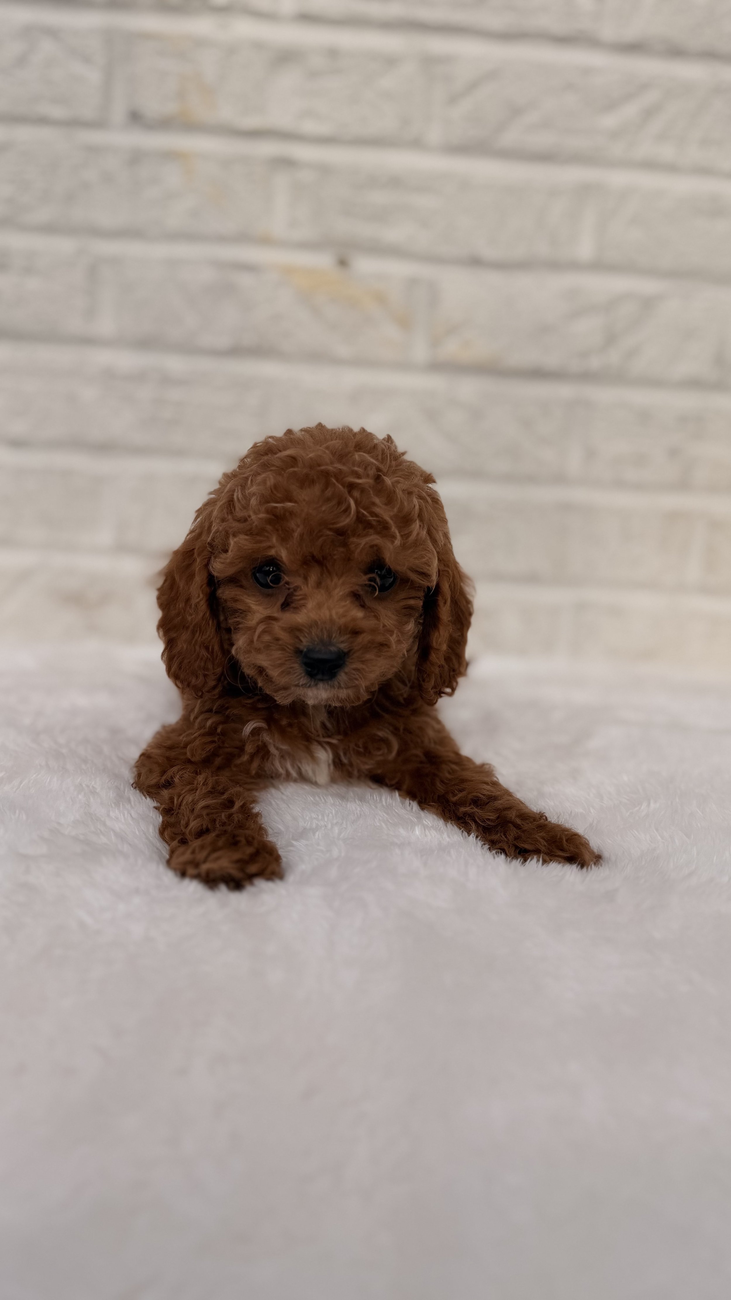 Cavapoo - Male