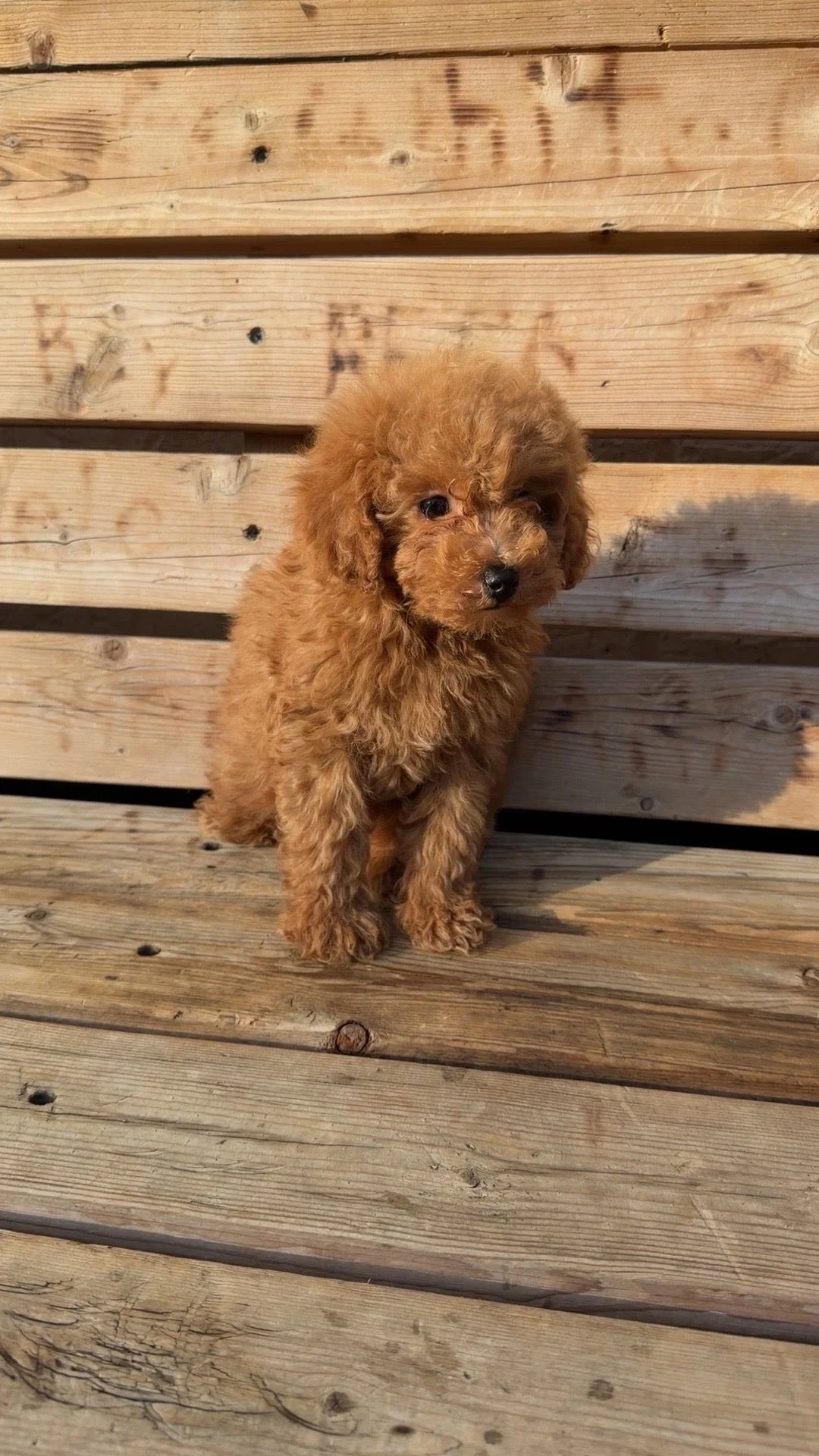 Cavapoo