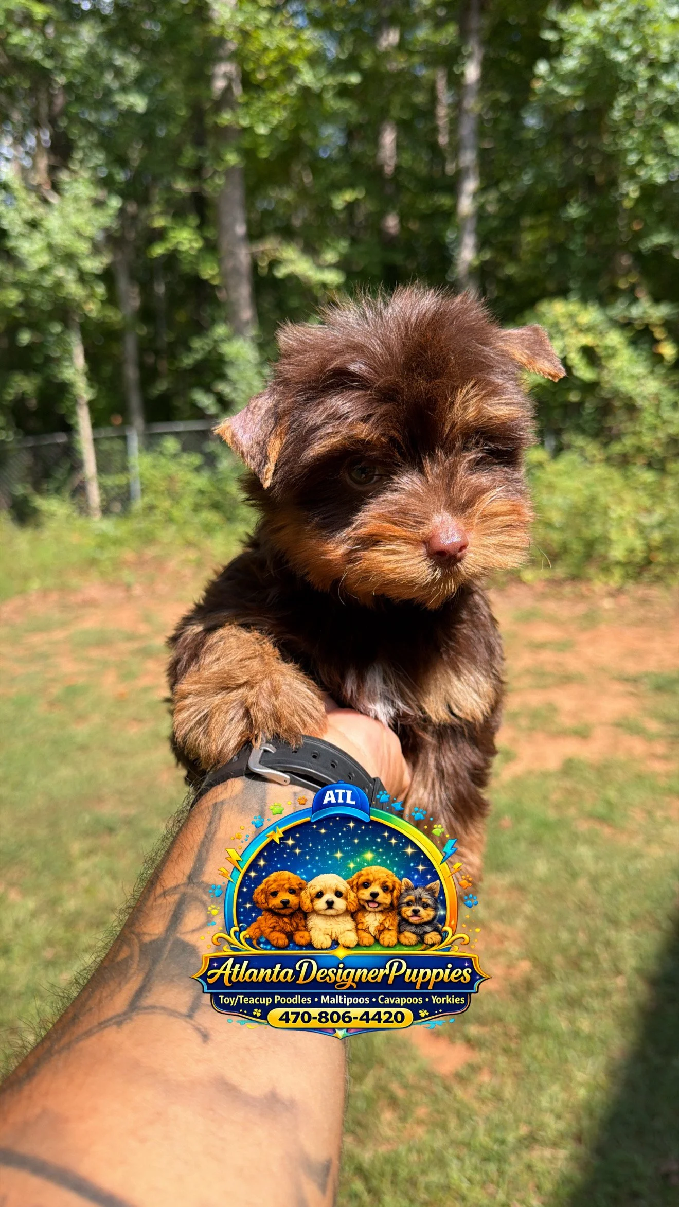 Tea cup Yorkie