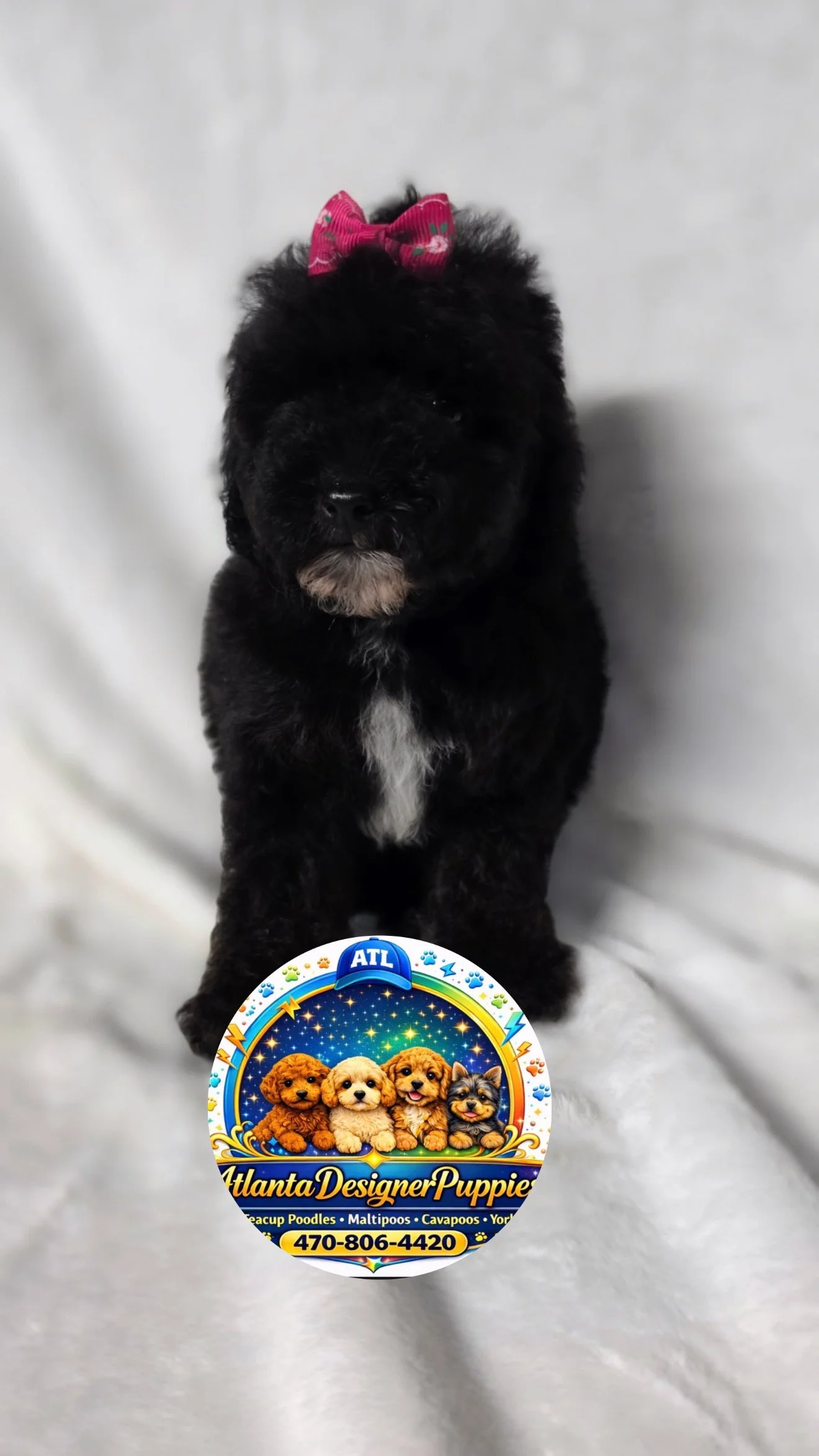 Toy poodle🎀