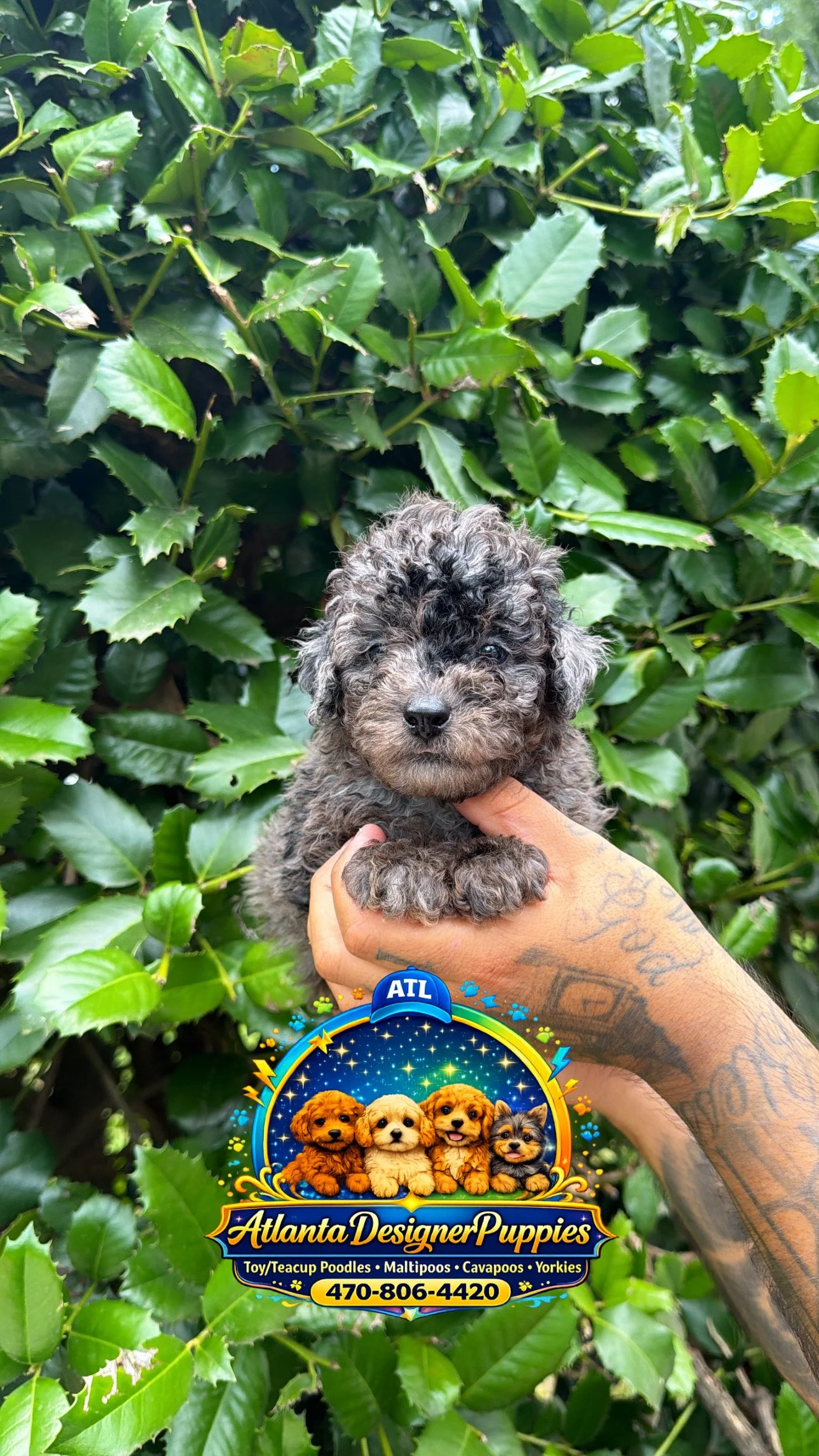 Toy poodle