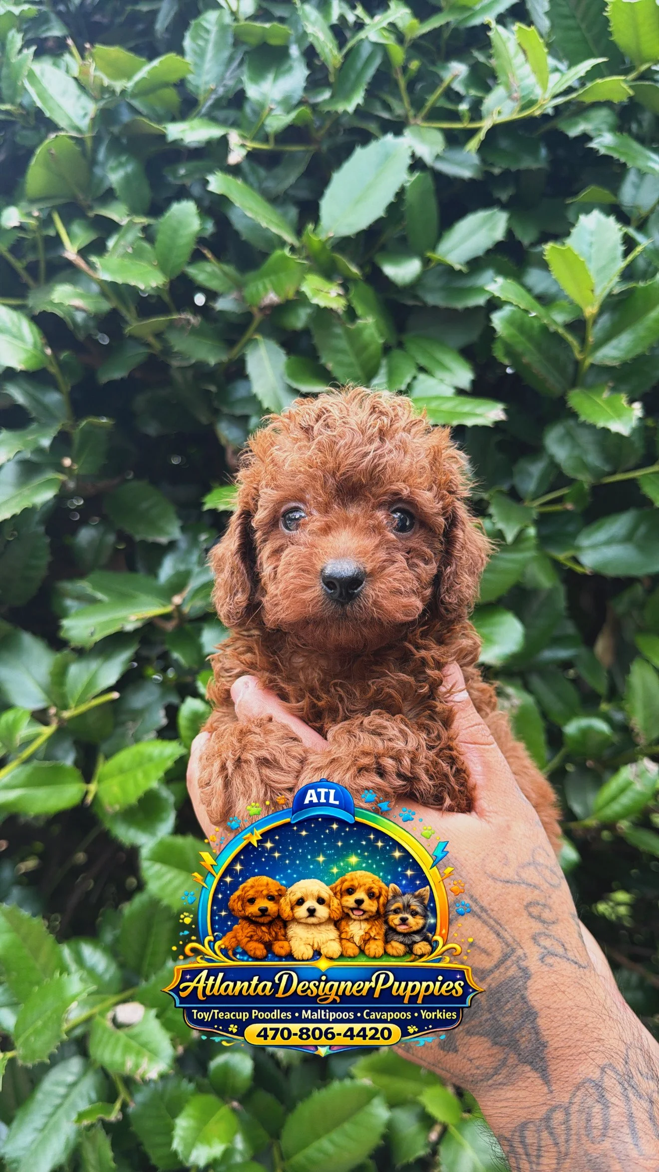 Toy poodle