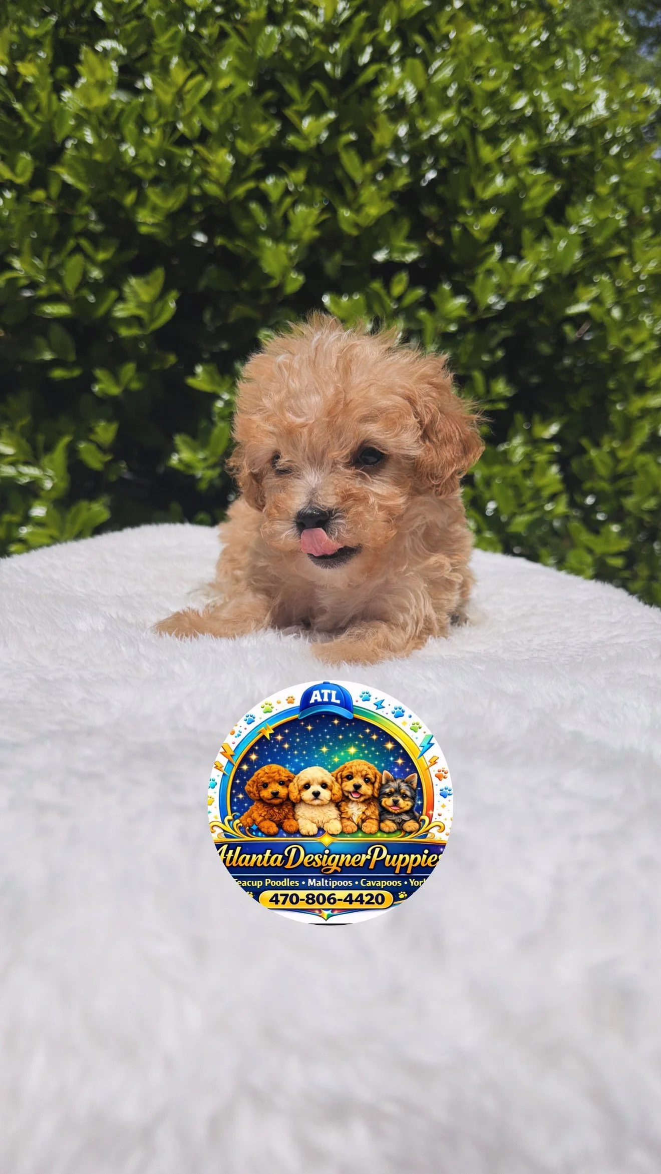 Tiny Toy Poodles 🧸