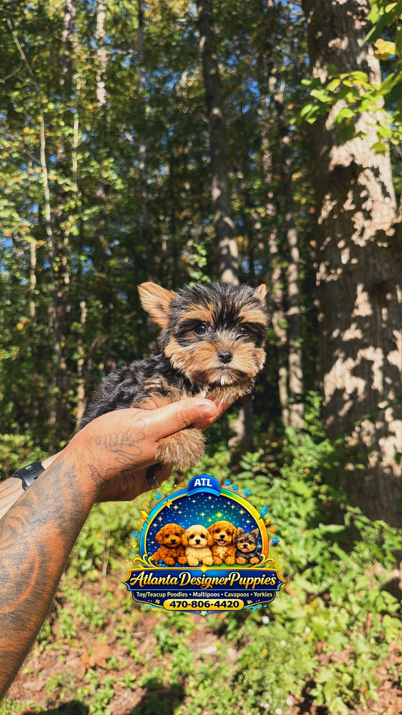 Tea cup Yorkie