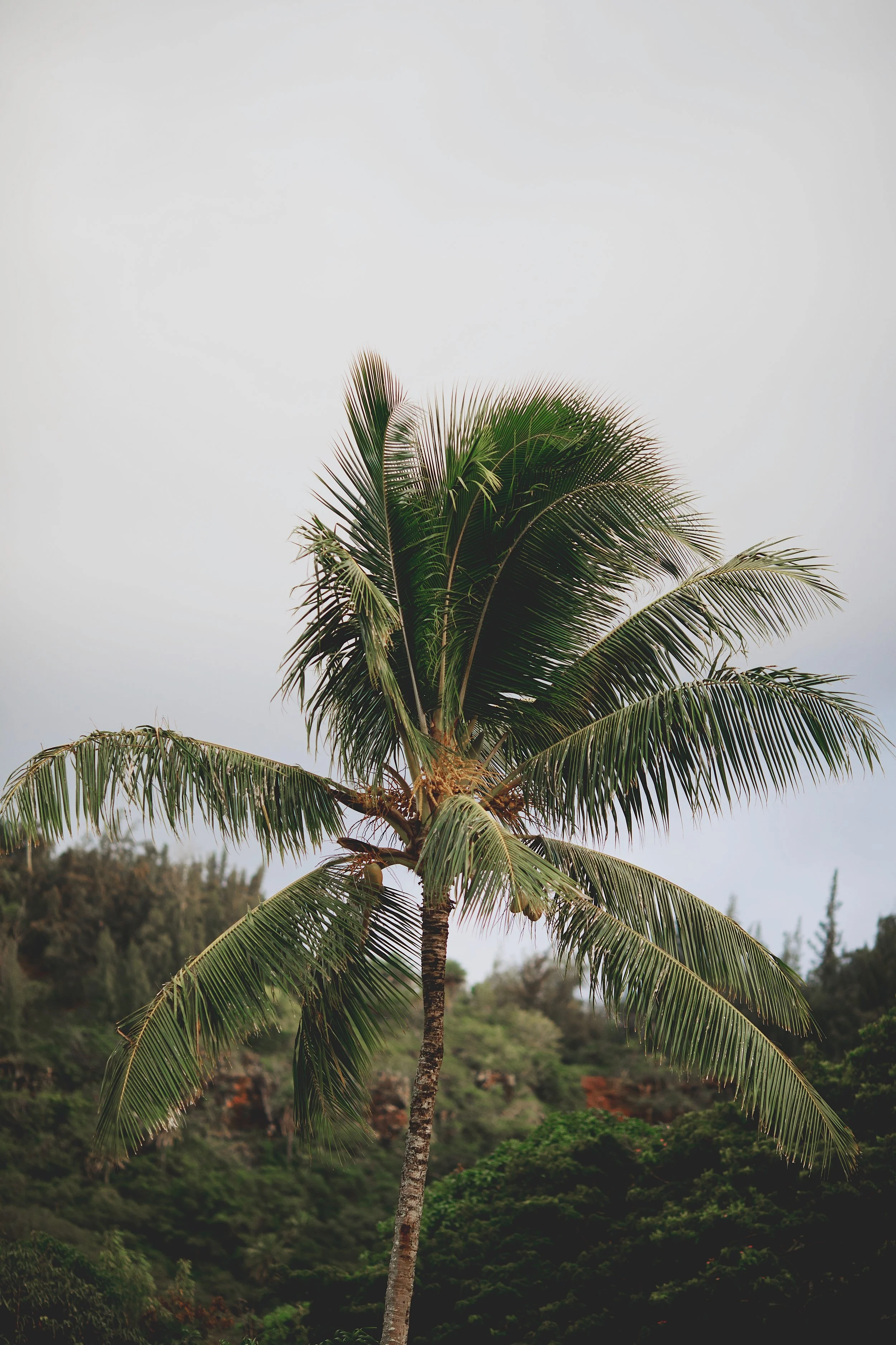 Matt + Monica’s wedding at Loulu Palm in Hawaii