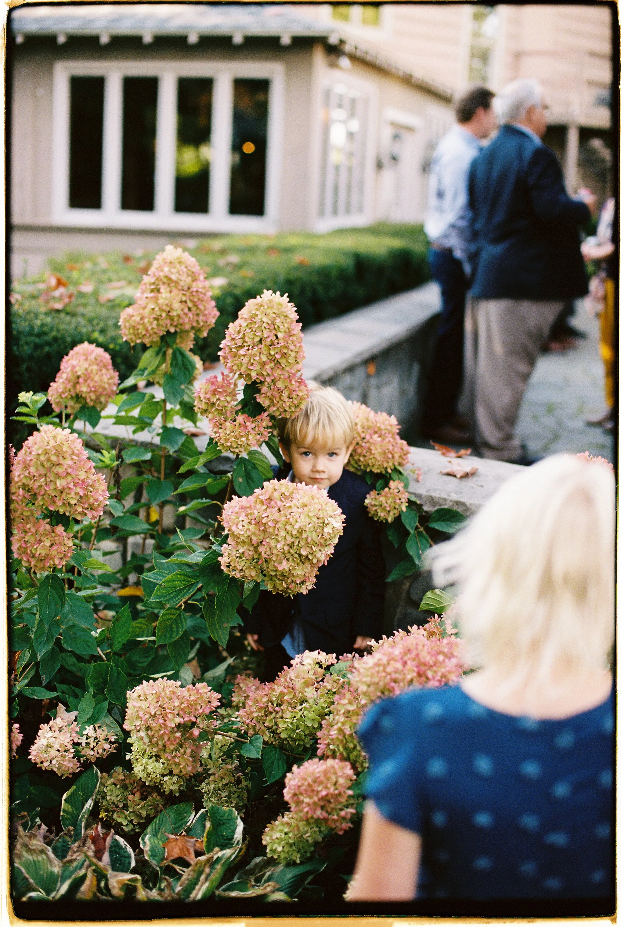 A young boy with blond hair peeking through pink and green hydrangea bushes, with two adults in the background near a building with large windows.