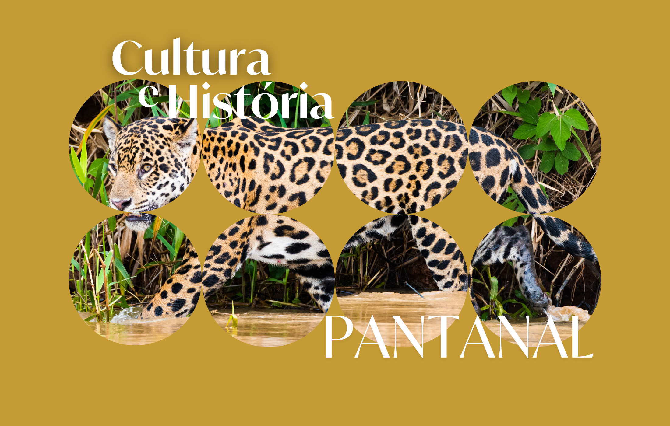 Imagem com o título "Cultura e História" e uma sequência de oito fotos de onças pintadas na natureza, com fundo de vegetação e água, sobre fundo dourado.