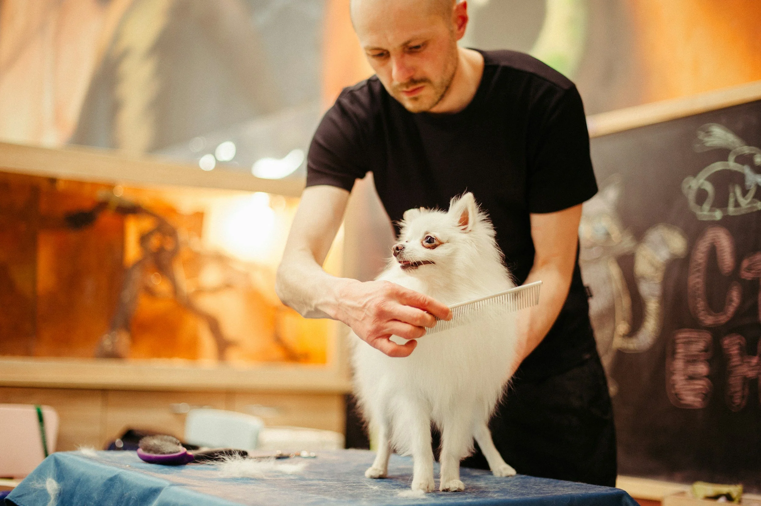 A man grooming a small white dog on a grooming table in a pet grooming shop.