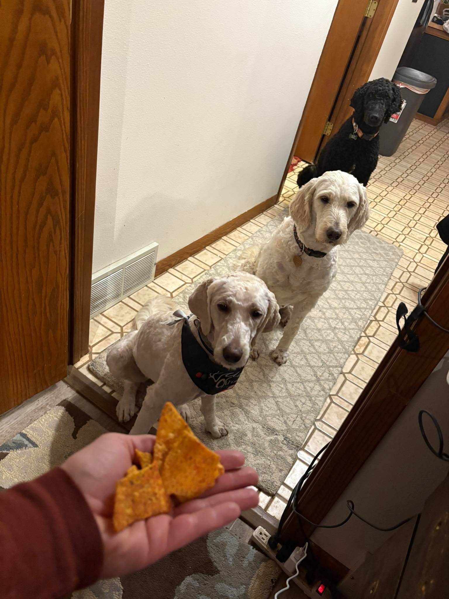 Well, there&rsquo;s two ways in my home to make multiple dogs listen and sit still&hellip; cut up beef liver(works every time) and have a had full of tortilla chips! 🤣