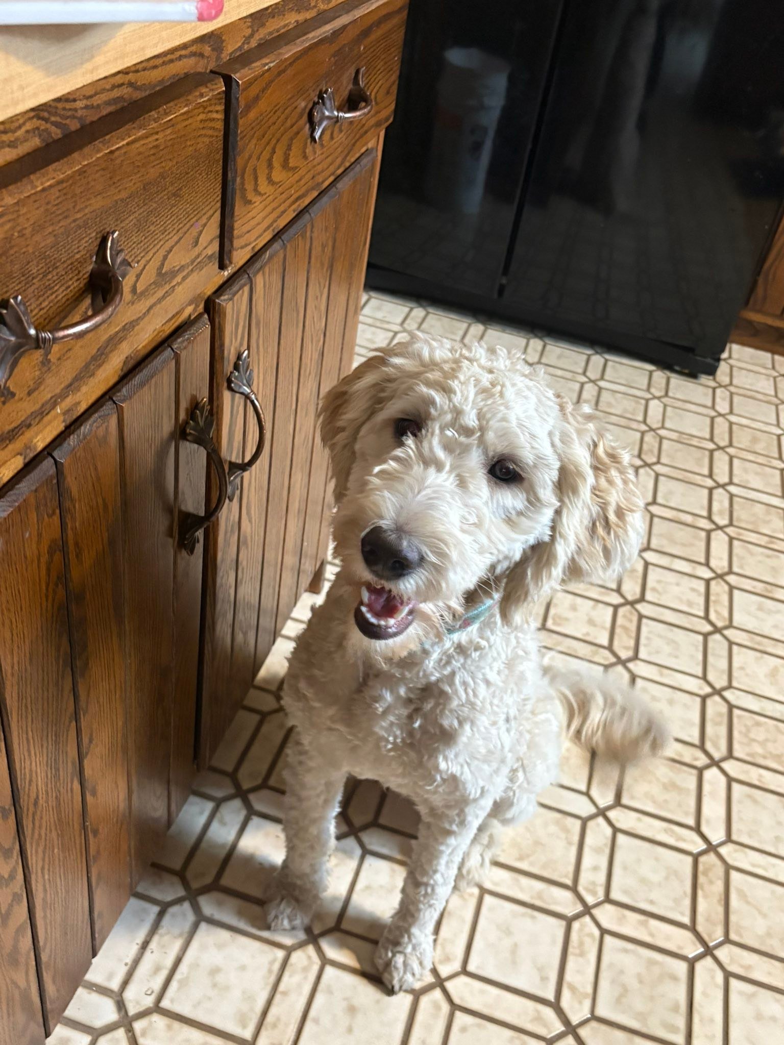 I let Jp&rsquo;s pup out this morning to go potty and it&rsquo;s not like her to run off; she&rsquo;s really home body and stays in the yard. But she hasn&rsquo;t made her way home. If anyone sees or hears of a lil pup in my area can you please let m