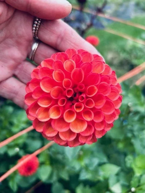 Copper Boy - Dahlia Tuber