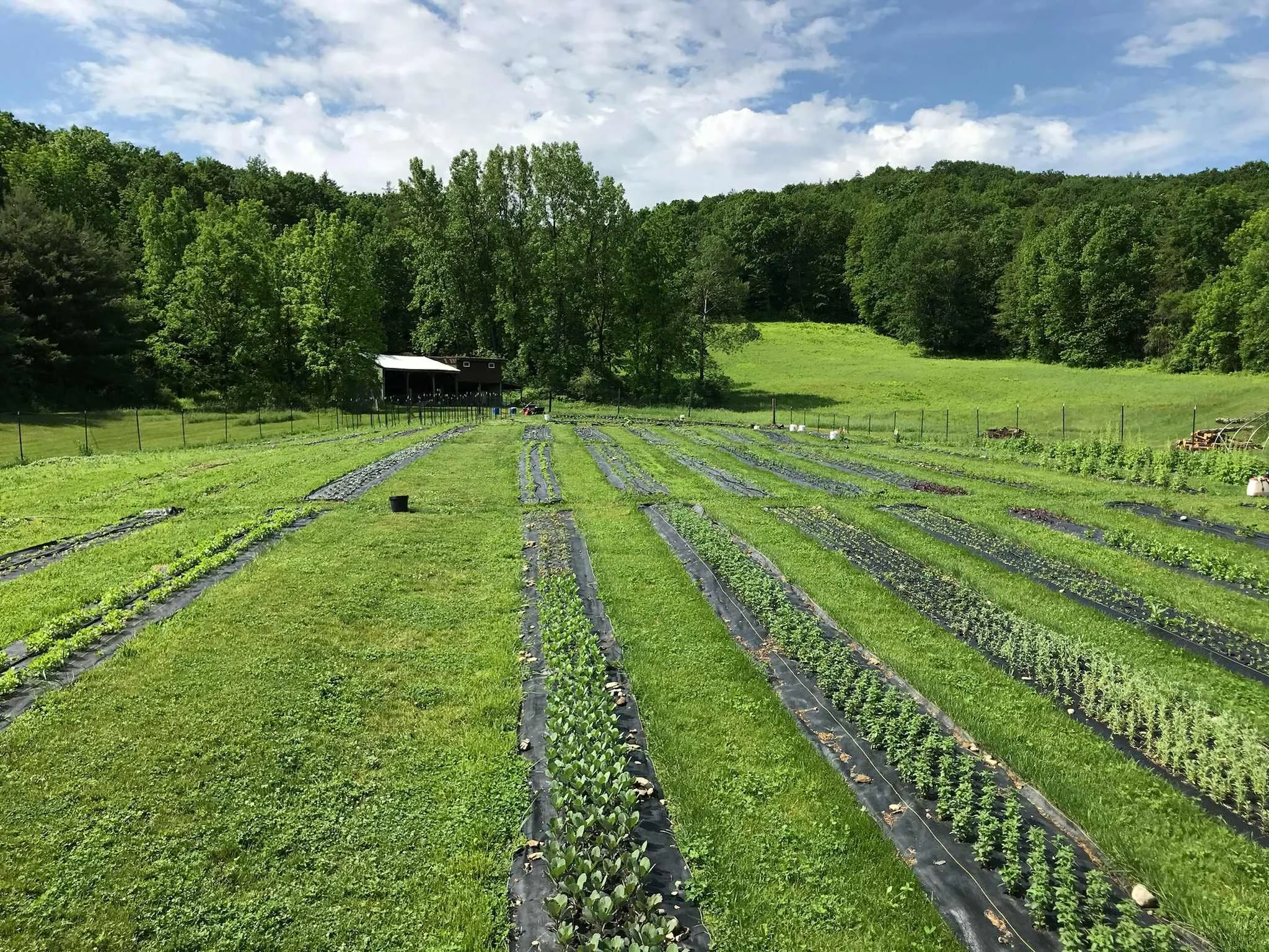 View of the newly planted rows of Lot 32 Flower Farm in the spring. Bright green grass and small flower seedlings in rows.
