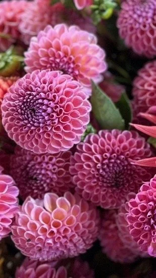 Jowey Winnie - Dahlia Tuber