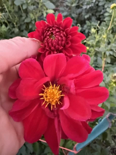 "Jane Reilly" Heirloom - Dahlia Tuber