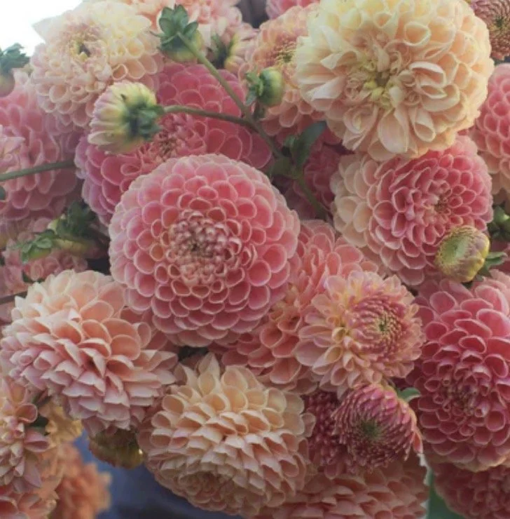 Crichton Honey Dahlia.jpg