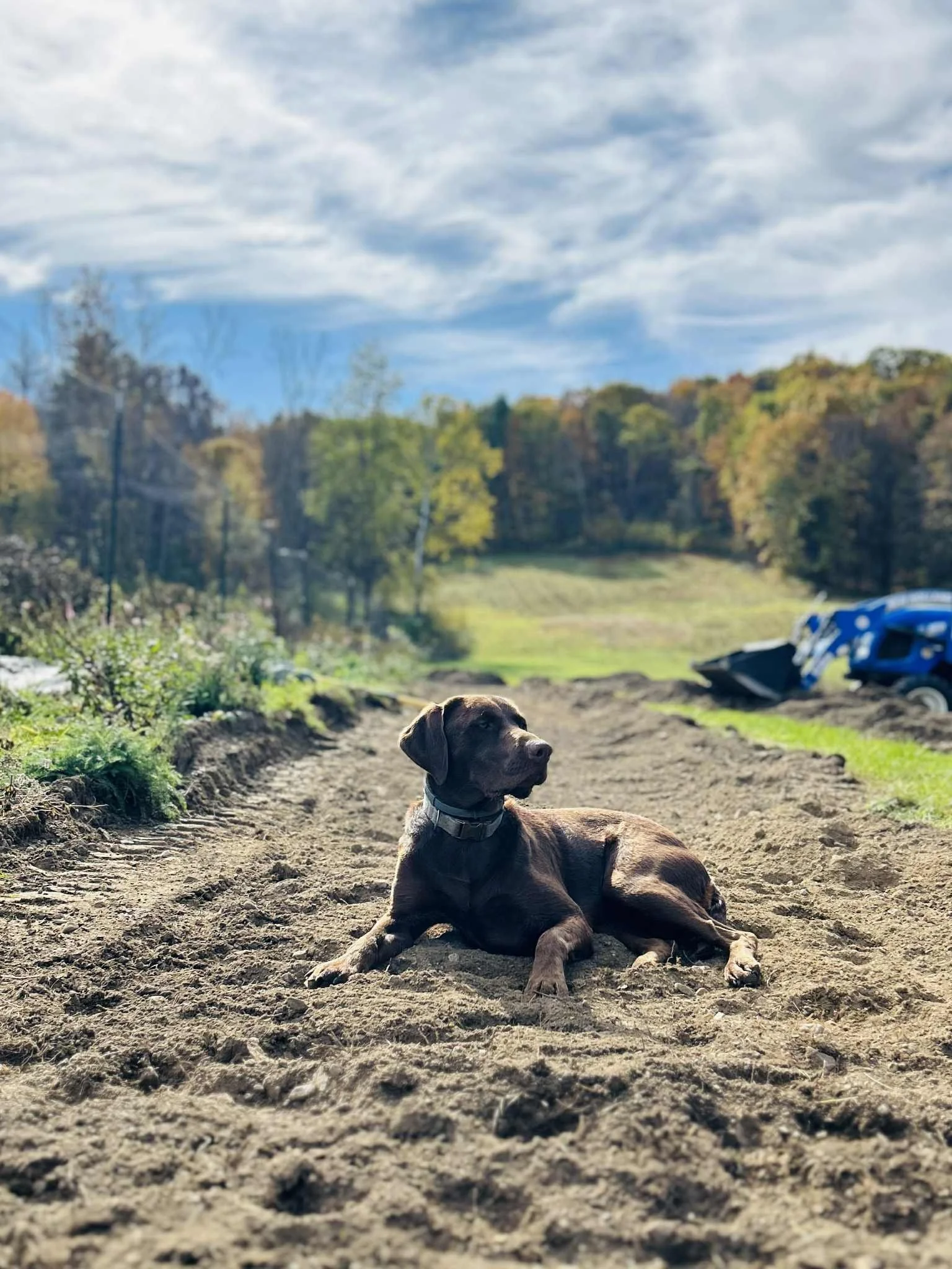Charlie girl is a great helper.