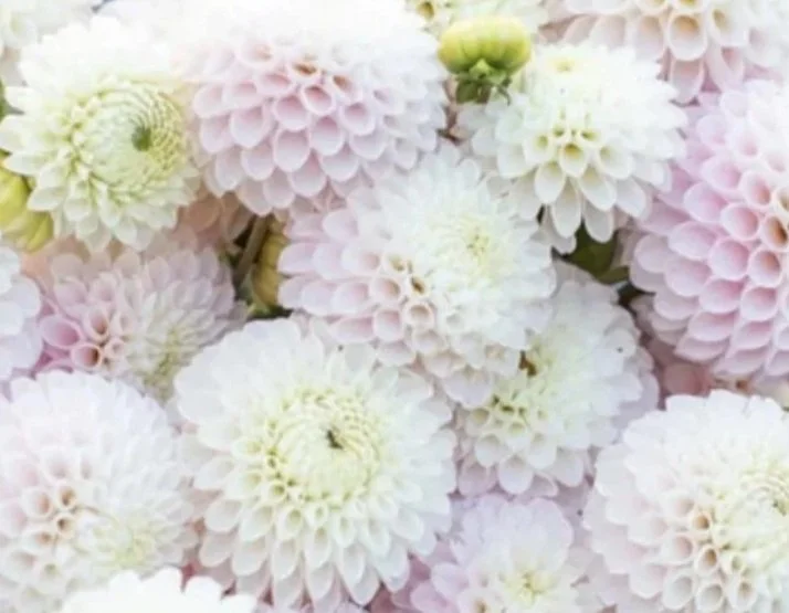 Camano Zoe Dahlia Tuber Beautiful Blush Pink Lot 32 Flower Farm