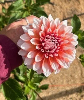 A la Mode - Dahlia Tuber