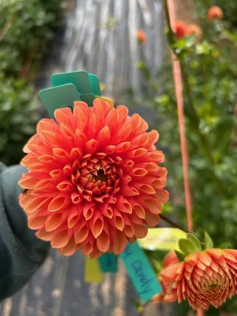 Jowey Linda - Dahlia Tuber