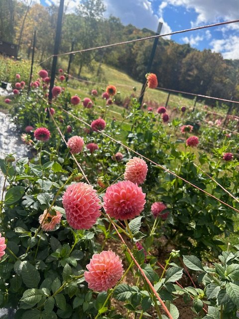 Linda's Baby - Dahlia Tuber