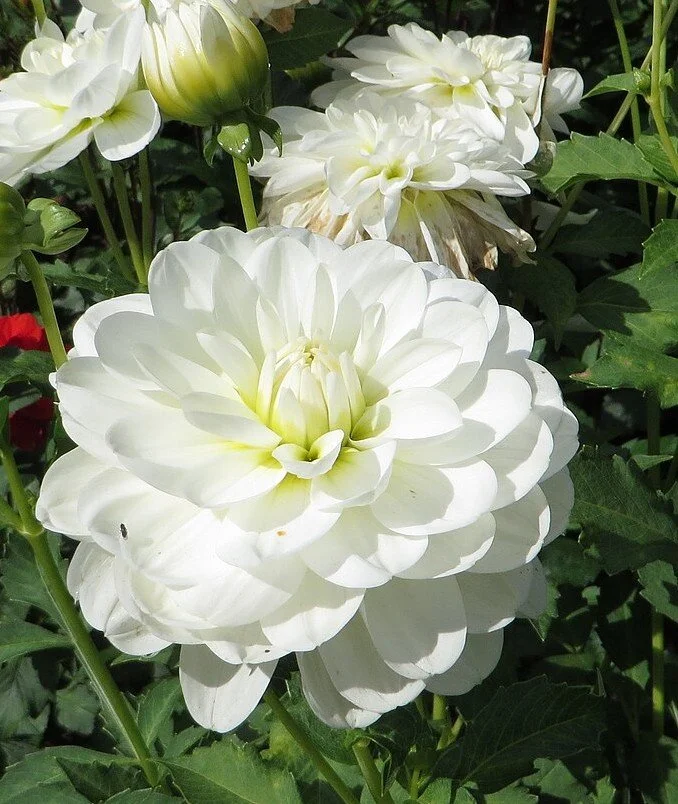 Bride to Be - Dahlia Tuber
