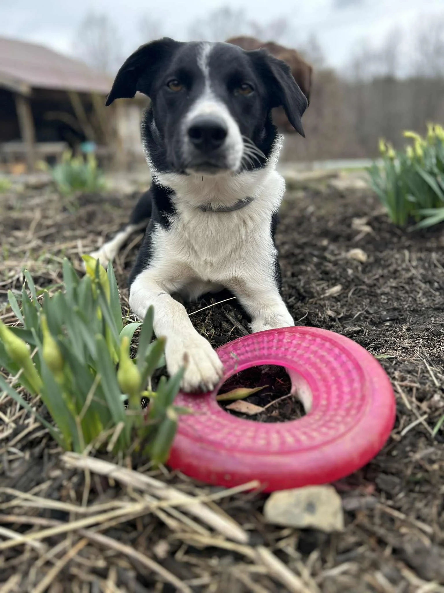 Cooper boy helps by keeping us all laughing - and throwing the frisbee!