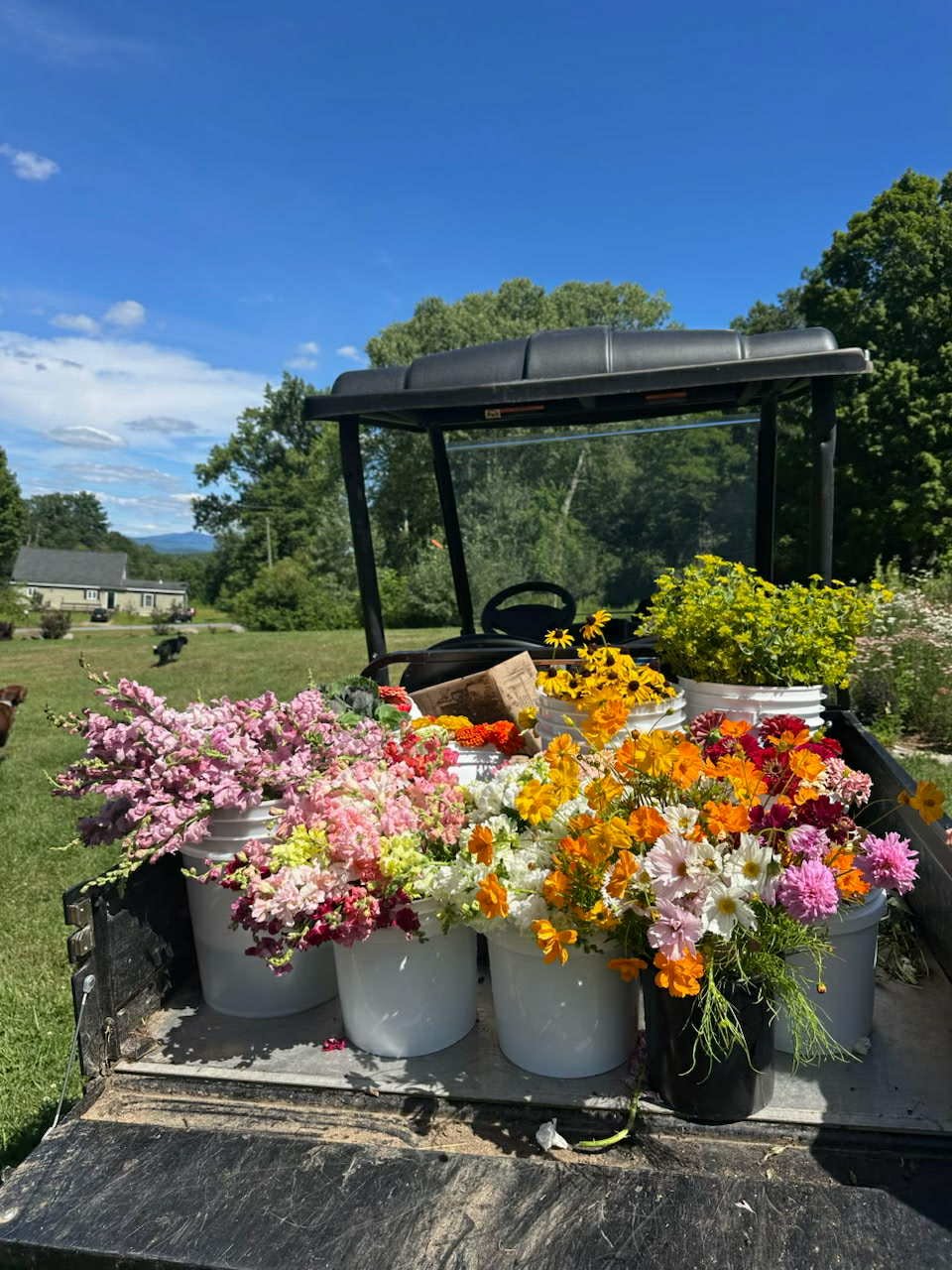 Pickup truck bed filled with various colorful potted flowers under a clear blue sky.