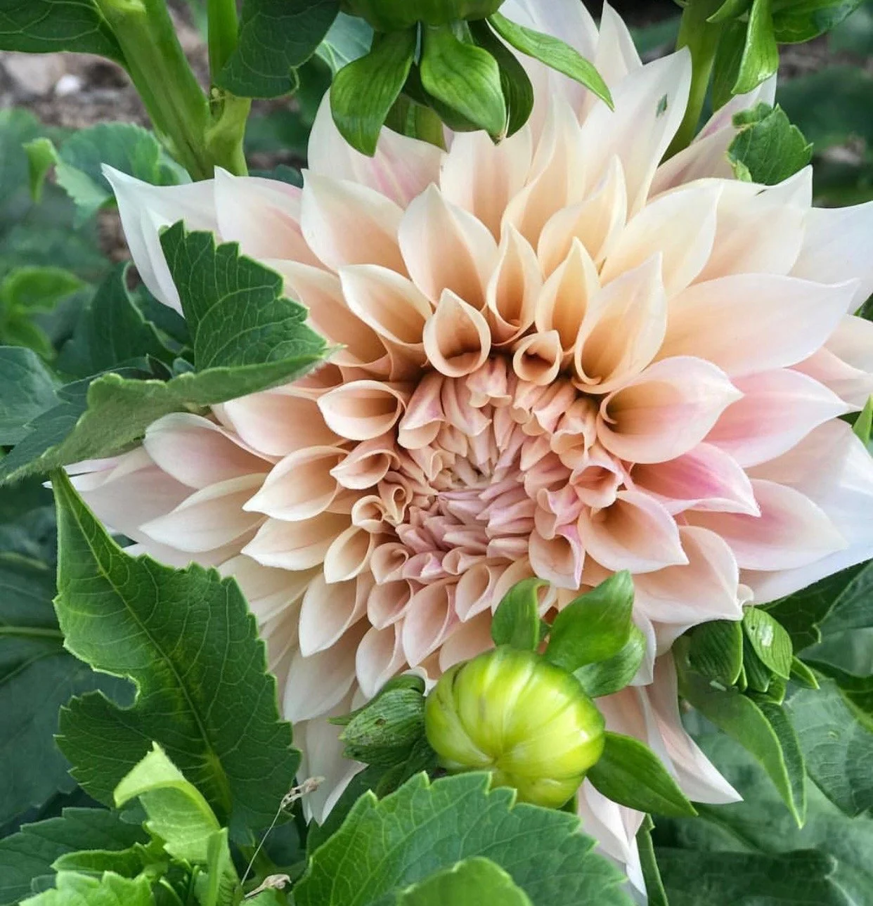 Cafe au Lait Dahlia.jpeg