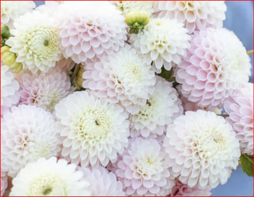 Camano Zoe - Dahlia Tuber