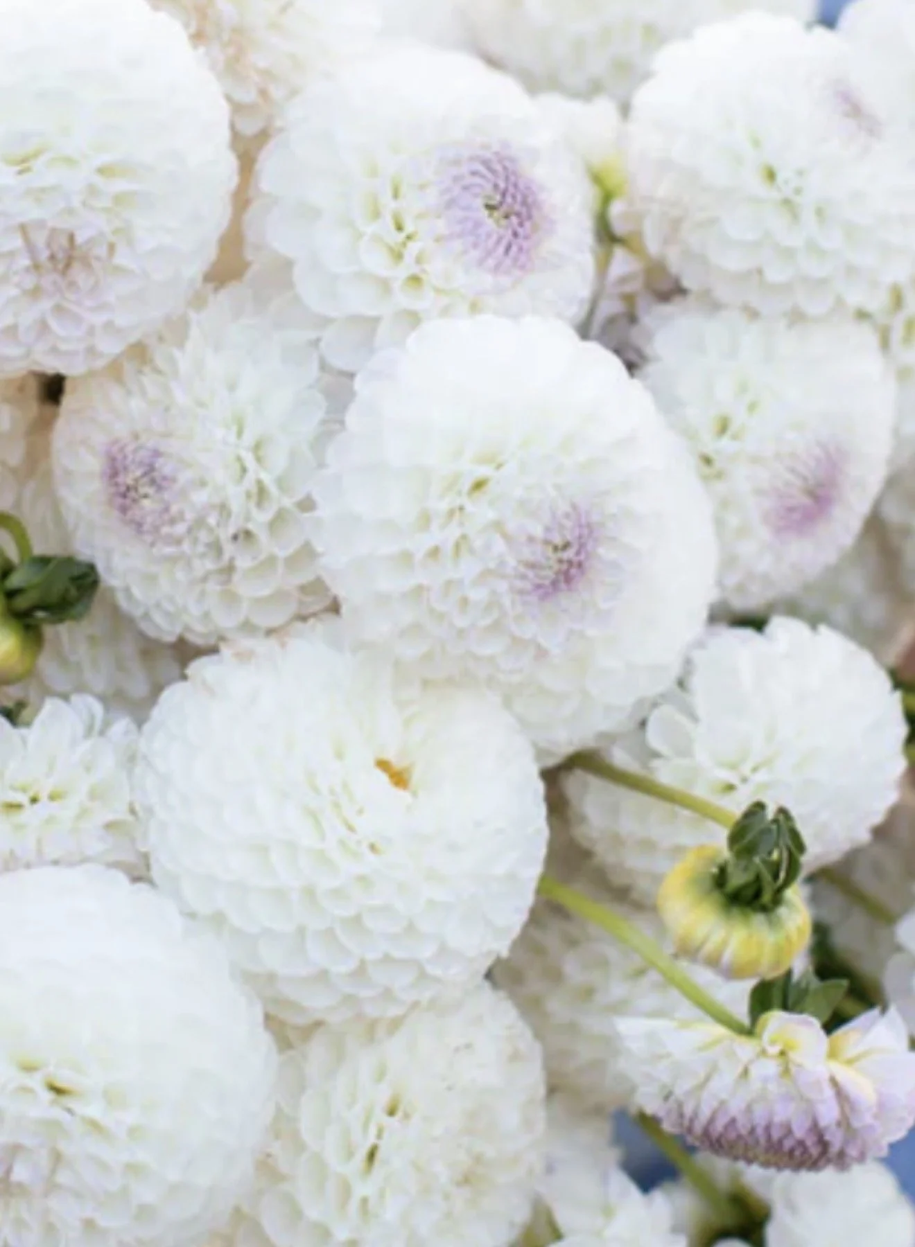 Holly Hill Miss White - Dahlia Tuber