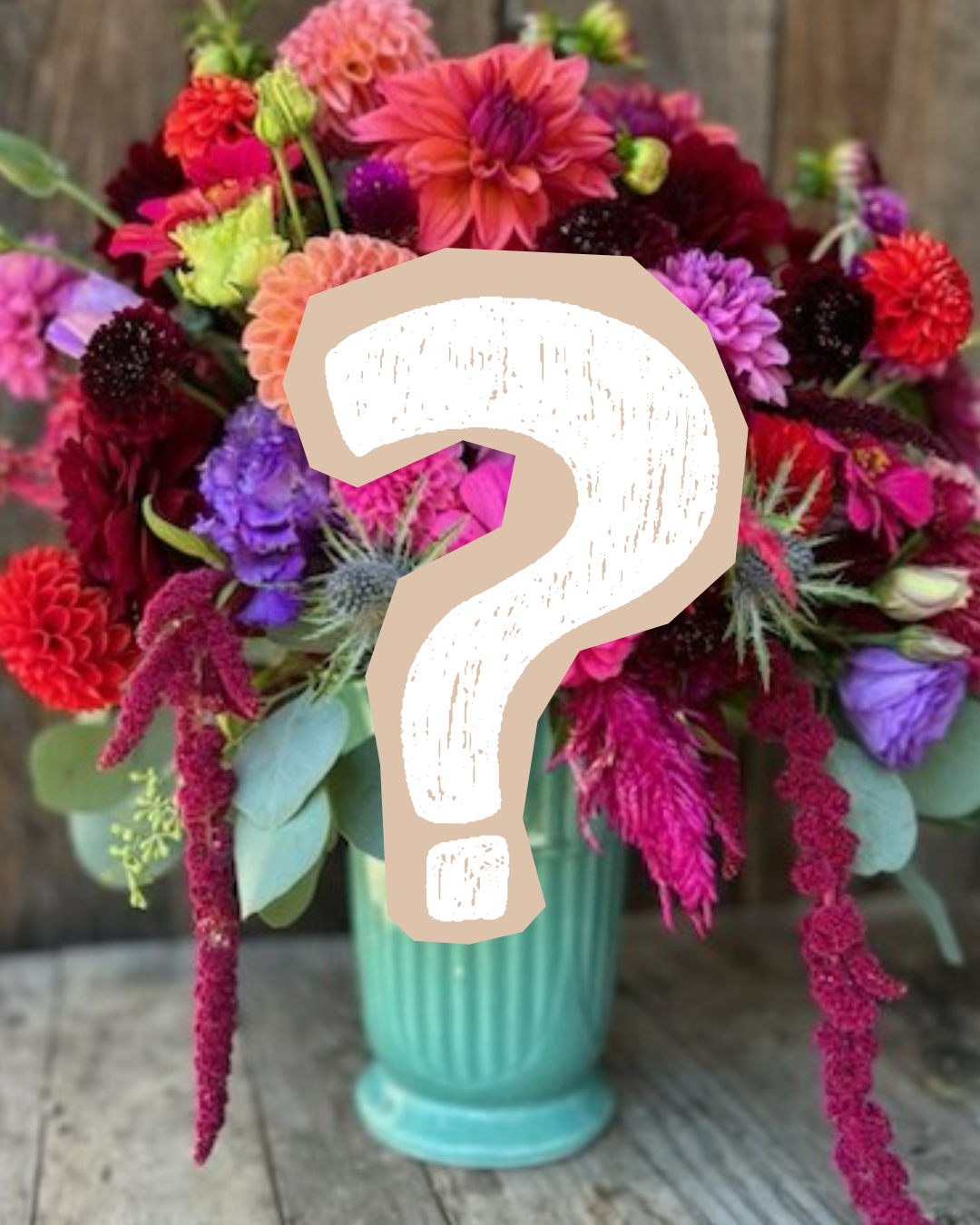 Mystery - Dahlia Tuber