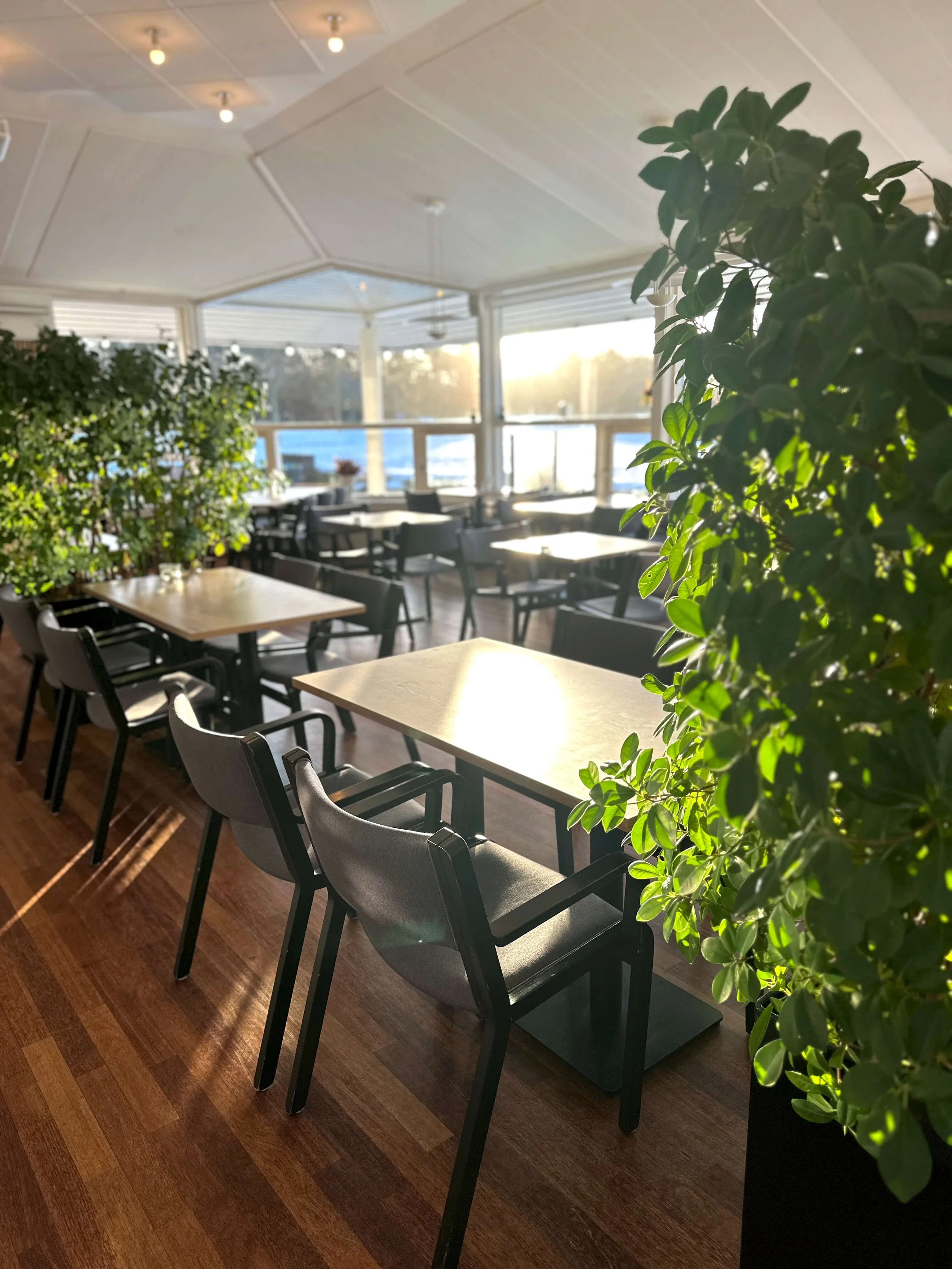 Empty restaurant with wooden floors, black chairs, cream tables, potted plants, and large windows letting in sunlight.