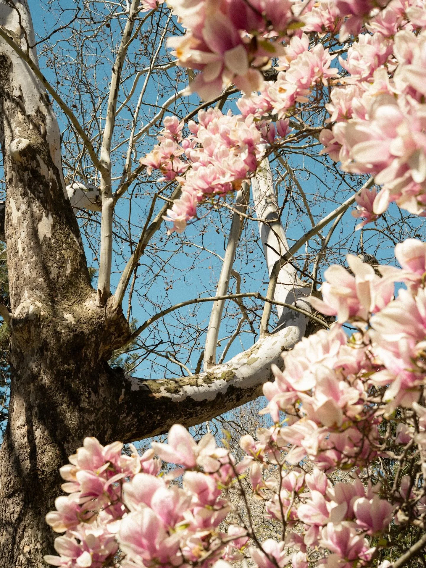 What we came here for 🌸💗

#centralpark #flowers #spring #photography #newyorkcity