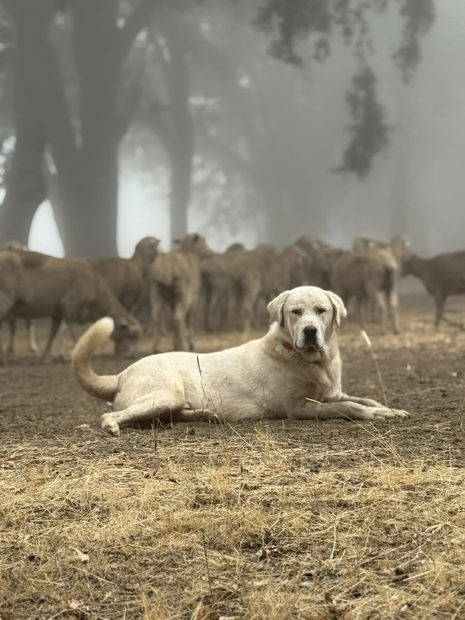 dry-season-dog-single.jpeg