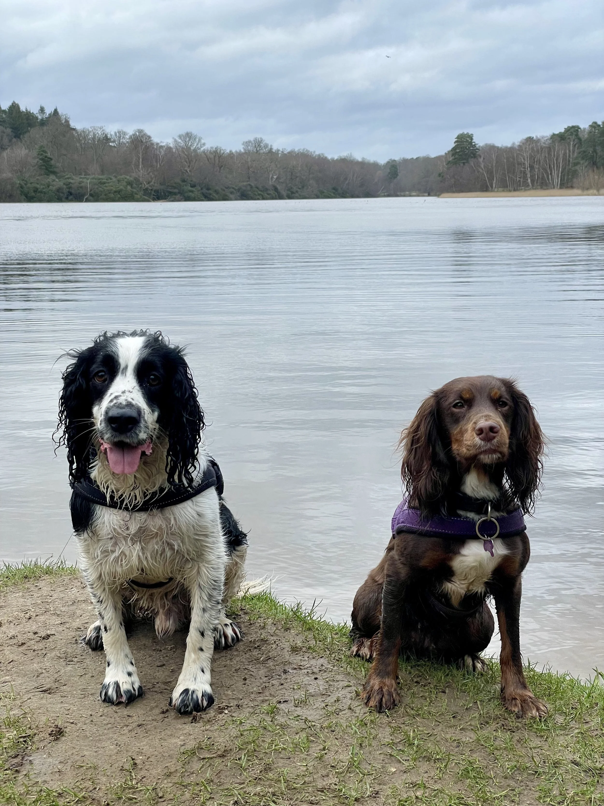 Two dogs sitting by a lake with trees and cloudy sky in the background.