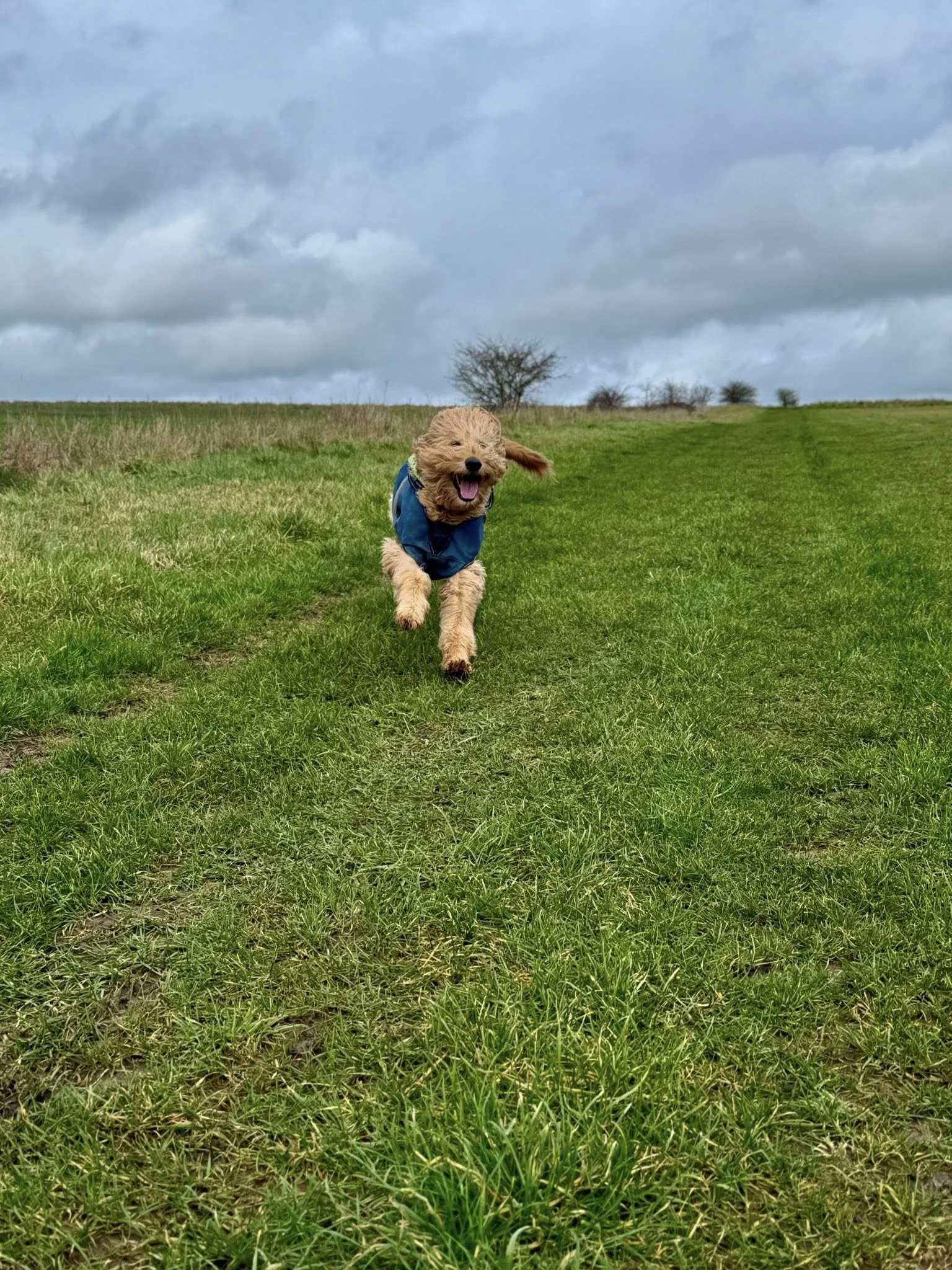 A happy, tan, curly-haired dog wearing a blue jacket running on a grassy field under a cloudy sky.