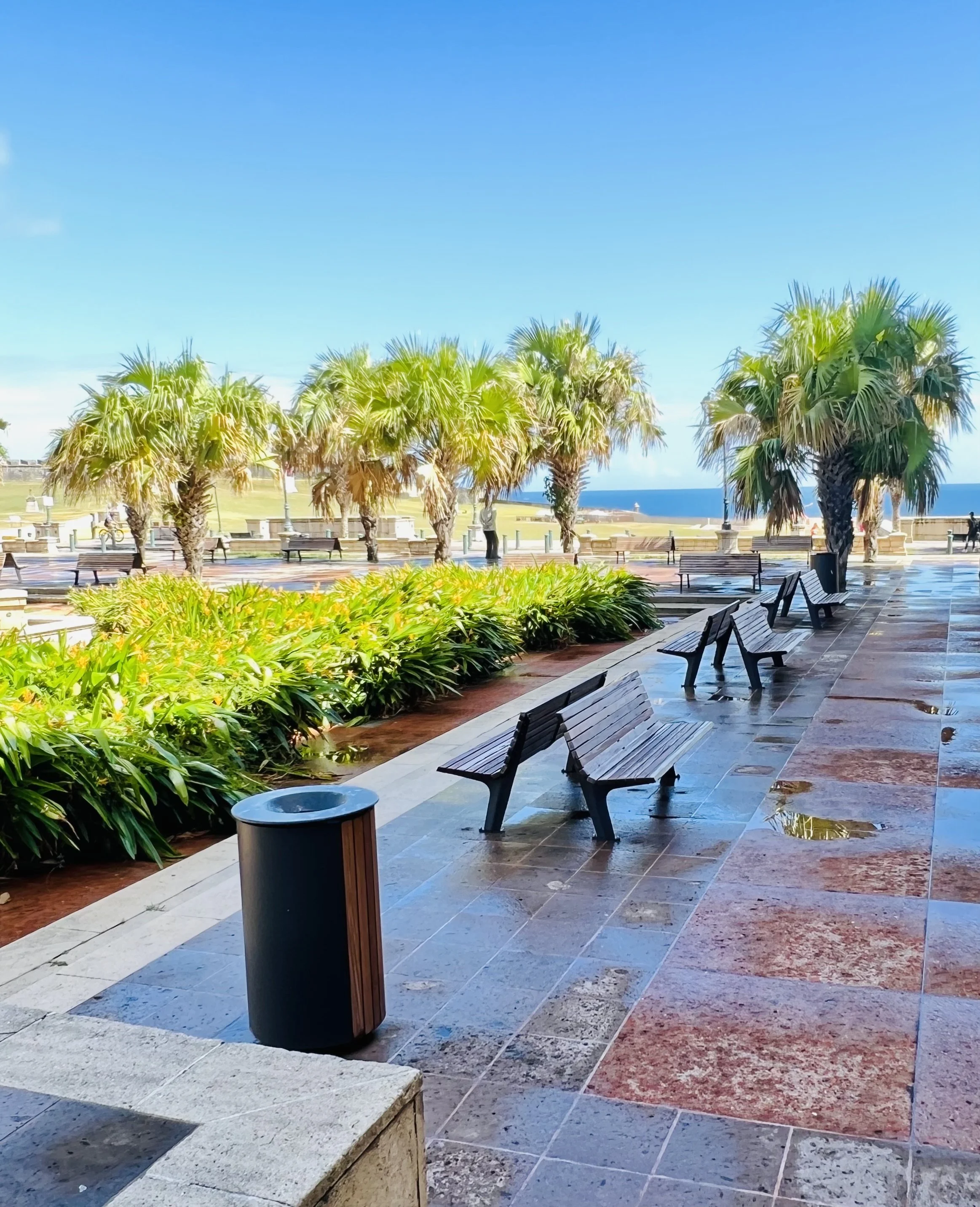 A seaside park with palm trees, benches, and a clear blue sky, with the ocean visible in the background.