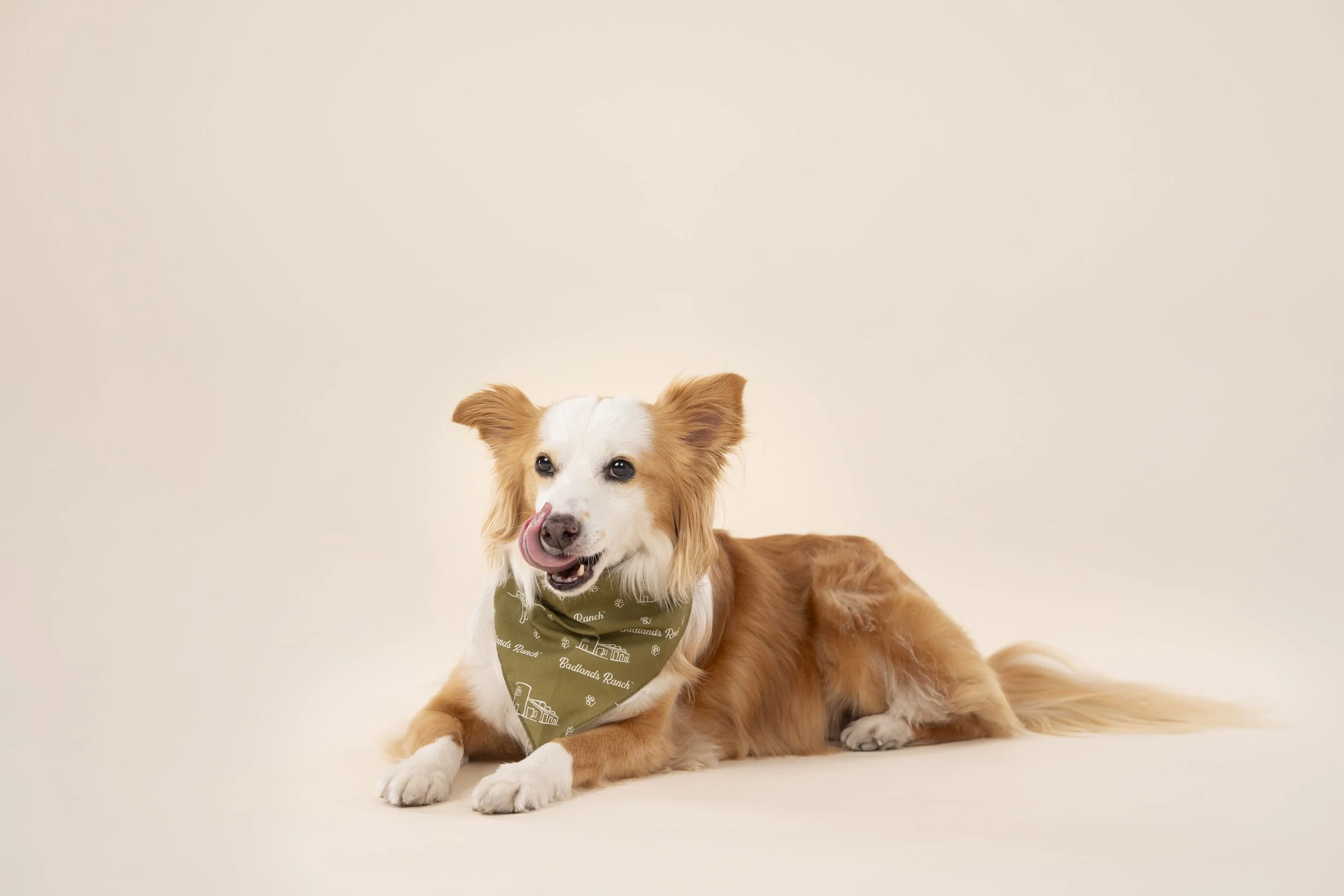 Contact Golden Pet Brands for media inquiries, press opportunities, partnerships, and product information. We work with journalists, creators, and retail partners.