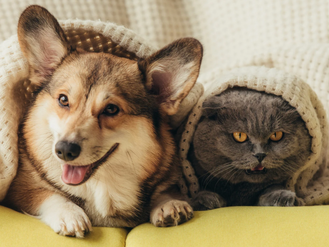 A happy dog and a grumpy cat lying side by side on a couch with a blanket.