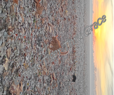 FROSTY TAKA 2 WM.png