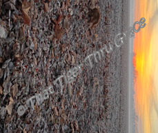 sunfog 1 with mark.png