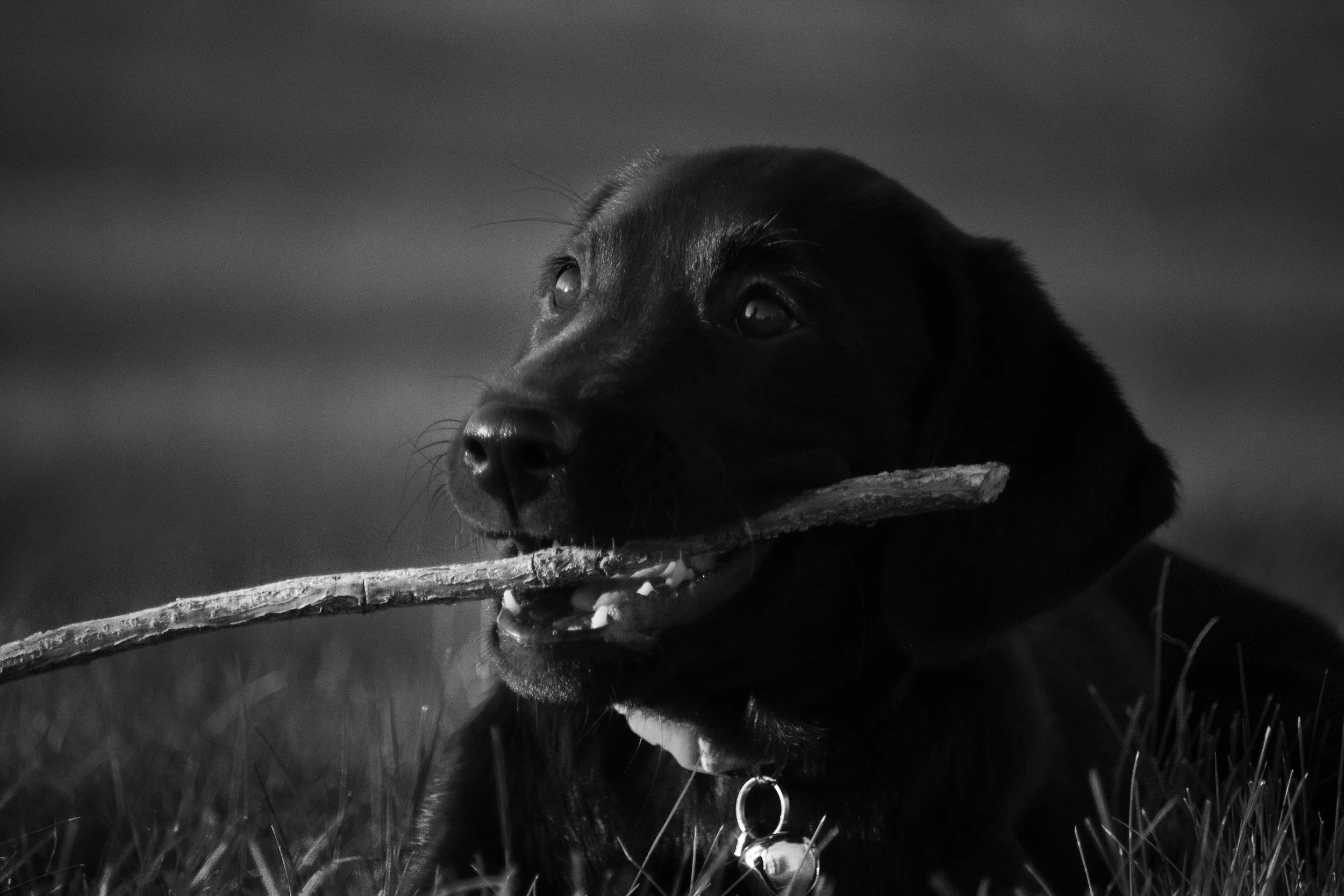 Black Labrador Retriever puppy with a stick in its mouth, lying on grass, in black and white.