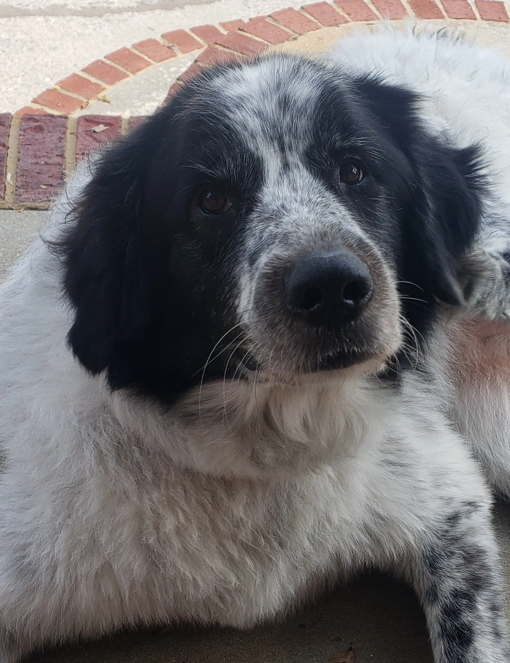 Close-up of a large, fluffy dog with black and white fur, lying on a concrete surface near a brick edge.