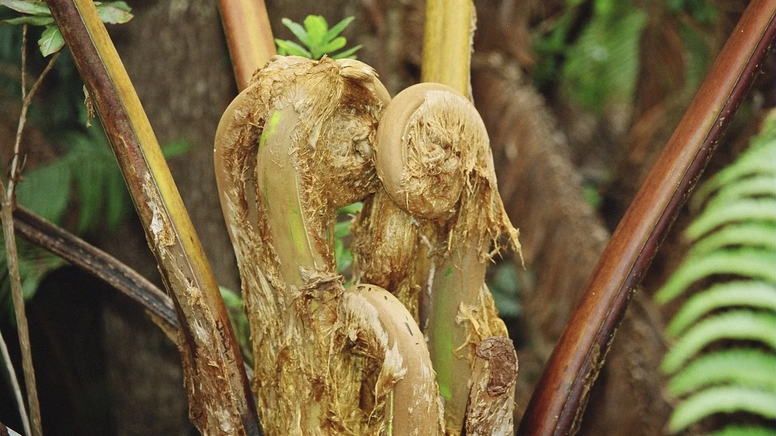Nahaufnahme von Kaffeepflanzenknospen, die sich durch das Rindengewebe des Pflanzenstamms durchdrücken.