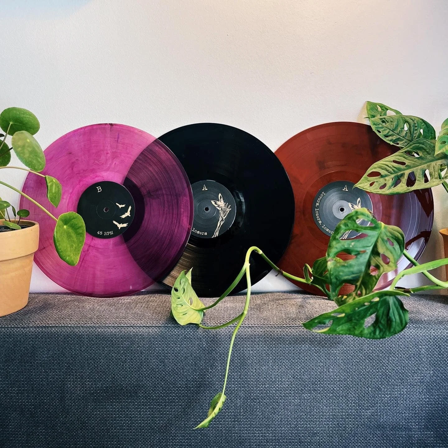 Colorful vinyl records leaning against a white wall, surrounded by potted green plants with large leaves on a textured surface.